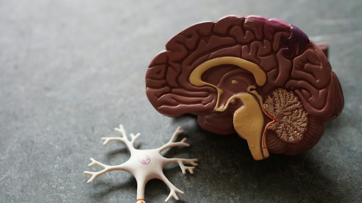 The Hormonal Axis of Weight Loss: Mastering Leptin, Ghrelin, and Insulin Resistance